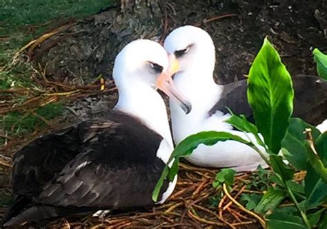 Albatross! A Majestic Soaring Bird With a Surprisingly Strong Smell