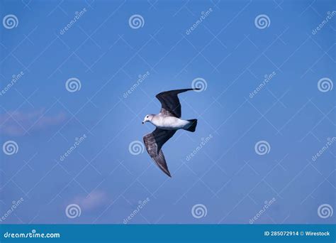 Albatross! A Majestic Soaring Bird With a Surprisingly Strong Smell