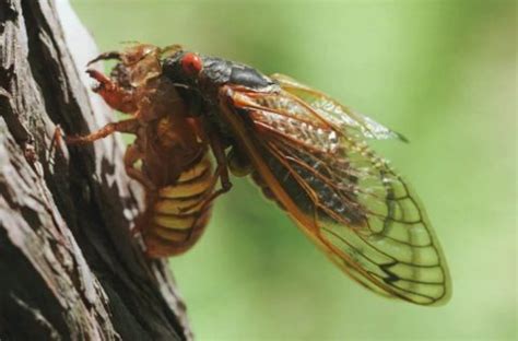 Cicada! A Master of Transformation and Silent Songsmith Hiding Within Bark and Soil