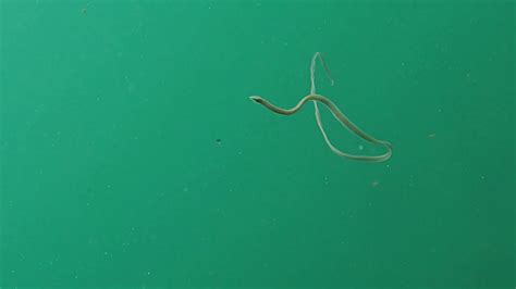 Clione, An Exquisite Ribbon Worm With Elegant Swimming Abilities!