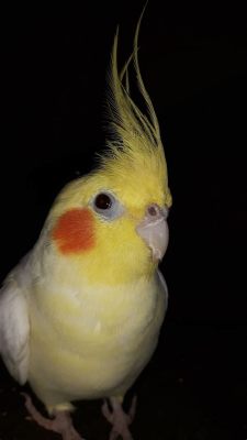  Cockatiel: A Tiny Feathered Mimic Who Enjoys Both Soaring Heights and Delightful Melodies!