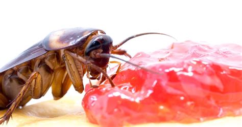  Cockroach: A Marvelous Master of Survival That Thrives in Darkness and Embraces Decay