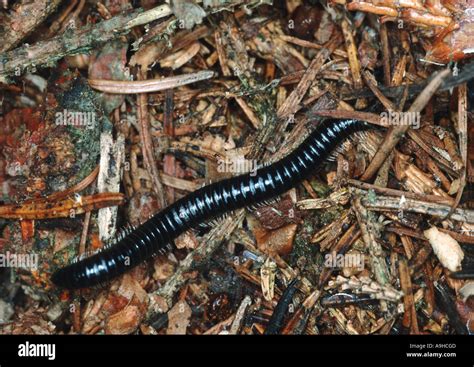  Juliform Millipedes: A Delightful Parade of Tiny Legs