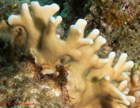 Millepora! A Colonial Animal With Exquisite Beauty That Can Deliver a Painful Sting