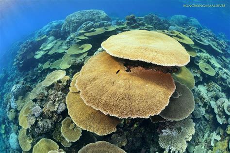  Mushroom Coral: An Underwater Fungus Feasting on Sunlight and Swaying to the Ocean's Rhythms!