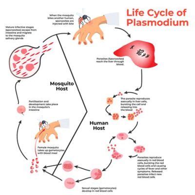  Plasmodium: A Tiny Parasite With Big Impact On Human Health!