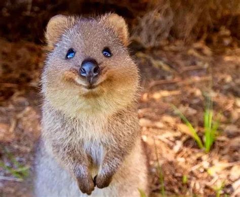  Quizzing Quick-Witted Quokkas: Uncovering the Mysteries of Australia’s Smiling Marsupials