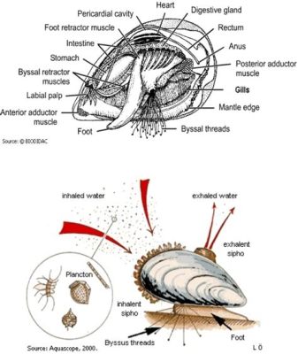  Tellin! A Bivalve Mollusk Exhibiting Remarkable Filter-Feeding Abilities Despite Its Small Stature