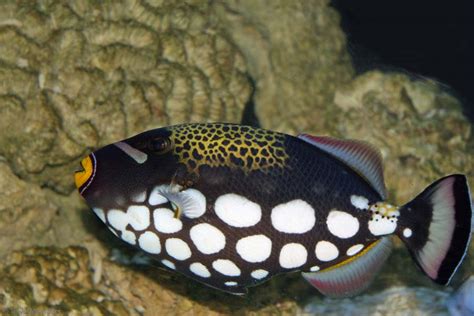 Triggerfish – A Master of Camouflage With an Unpredictable Temperament!