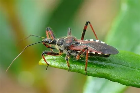  Assassin Bug: A Tiny Predator That Can Deliver a Painful Sting While Hiding in Plain Sight! 