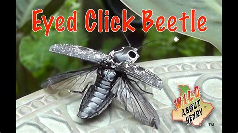  Click Beetles: A Marvelous Combination Of Astonishing Leaping Abilities And Unexpected Camouflage Prowess!