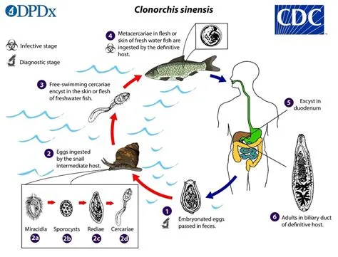 Clonorchis Sinensis: A Tiny Terror Lurking in Freshwater Fish – And Potentially Your Liver!