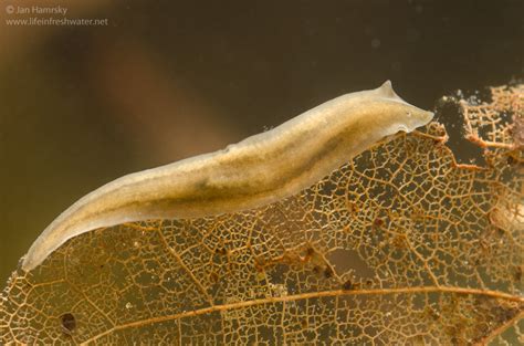 Crossvillea! A Tiny Freshwater Flatworm That Lives by Its Stomach (And It’s Surprisingly Well-Fed!)