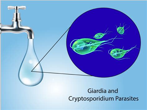  Cryptosporidium: A Tiny Parasite That Packs a Punchable Punch!