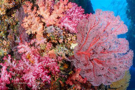  Dendronephthya - A Colonial Marvel Exhibiting Striking Neon Colors