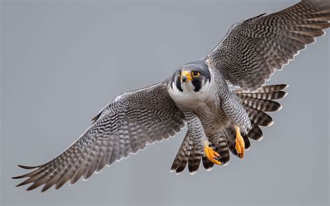 Falcon! A Bird of Prey Whose Graceful Flight Is Marked by Incredible Speed and Precision!