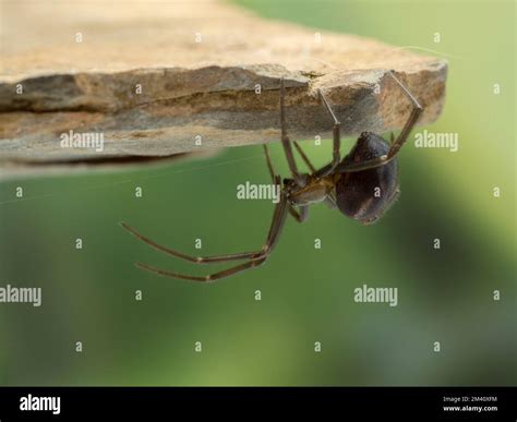  False Widow! A Venomous Spider Lurking Beneath Everyday Surfaces