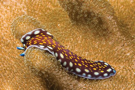  Free-Living Flatworm: An Underwater Acrobat With Tentacles For Taste!