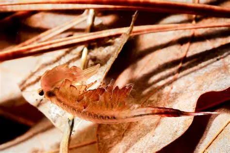 Freshwater Fairy Shrimp – A Tiny Crustacean That Exhibits Ephemeral Beauty and Remarkable Adaptability!