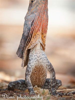  Frilled Lizard: A Spectacular Master of Disguise Hiding Among Spiny Leaves 