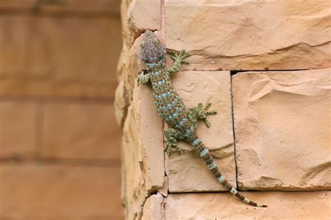  Gecko!  The Tiny, Wall-Climbing Reptile That Will Amaze You With Its Incredible Adhesion Capabilities