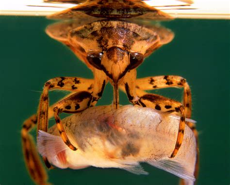  Giant Water Bug: Can This Aquatic Predator Really Outsmart a Fish?