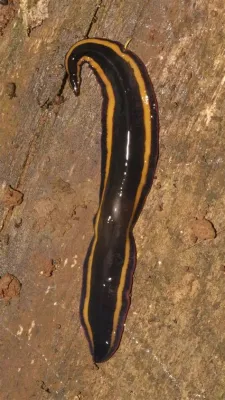  Hofstenia! A Tiny Flatworm With Remarkable Regenerative Abilities