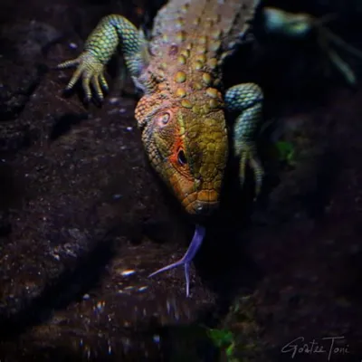  Iguana! A Sun-Soaking Lizard With Striking Scales and a Forked Tongue