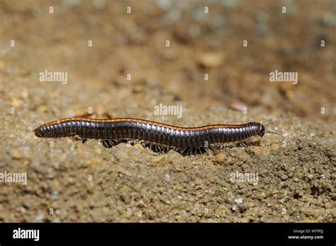  Immature Millipedes! Discover These Ancient Arthropods Crawling With Miniature Legs