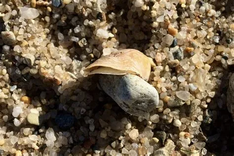  Jingle Shells! These Tiny Gastropods Pack an Unexpected Sonic Punch