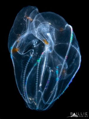 Jumping Jellyfish: This Freshwater Flatworm Is A Voracious Predator With An Exquisitely Complex Nervous System!