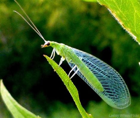  Lacewing! A Tiny Predator That Looks Like It Should Be Dancing on a Stage