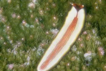 Neckworms! This Parasitic Flatworm Possesses Remarkable Adaptations for Survival Within Its Avian Hosts