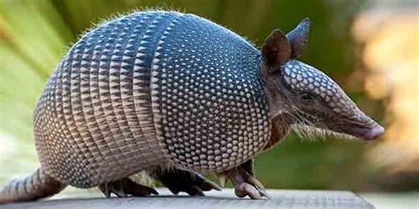  Nine-banded Armadillo: A Surprisingly Adaptable Creature With Nine Bands and a Fearsome Bite!