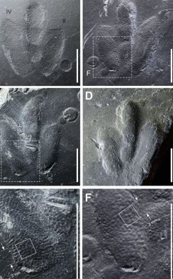  Onychodromus – Tiny Hair-Covered Creatures With Exquisitely Coordinated Movements!