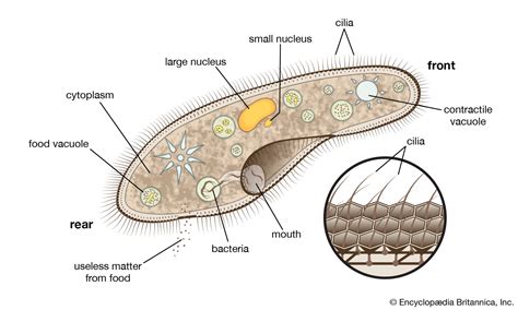  Paramecium! Tiny Ciliated Wonder That Feeds Like a Vacuum Cleaner And Moves With Graceful Elegance