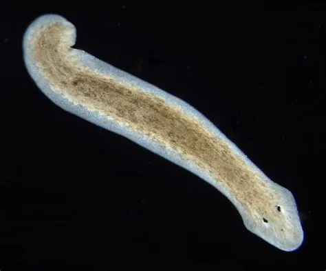  Planarian: A Flatworm That Regenerates And Thrives In Freshwater Environments!