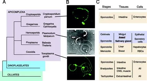  Quizzing About Q fever? This Intriguing Intracellular Parasite Deserves Your Attention!