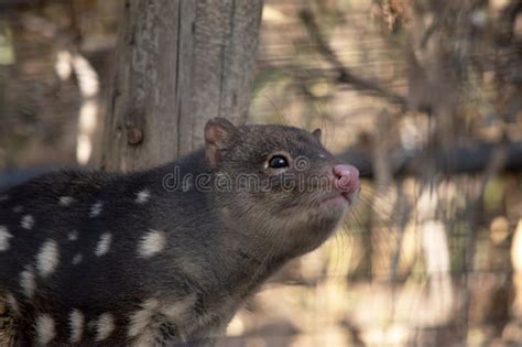 Quoll!  A Miniature Marsupial Marvel Roaming with Relentless Curiosity