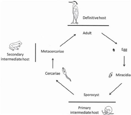 Ribaginostomoides! A Parasite With An Appetite For Fish Brains And Complex Life Cycles