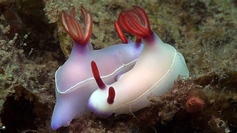 Roseleaf Sea Slug - A Marvel of Camouflage and Exquisite Feeding Habits! 