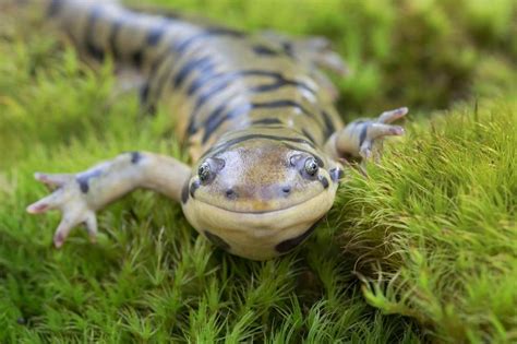 Tiger Salamander: A Unique Amphibian That Thrives In Both Aquatic And Terrestrial Environments!