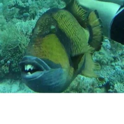  Triggerfish: An Underwater Bully with a Bite as Big as its Attitude!