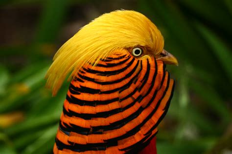  Uganda's Unseen Winged Wonder: A Bird With Feathers So Bright It Makes Rainbows Jealous!