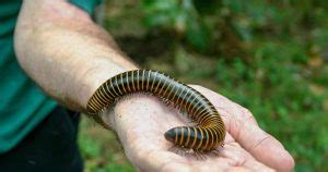 Upswept Millipede! An Underrated Creature with Striking Features, Exquisite Movements, and an Essential Role in Ecosystem Balance