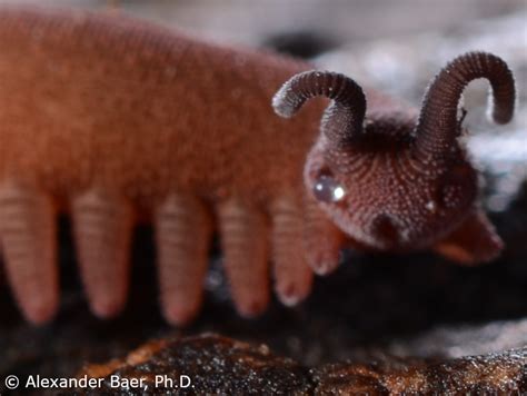  Velvet Worm - A Remarkably Underestimated Predator With An Astonishing Liquid Silk Defense Mechanism!