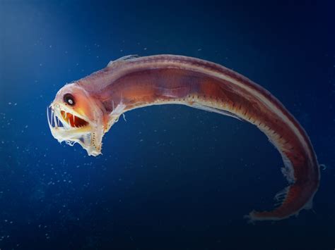  Viperfish! A Deep-Sea Dweller With Bioluminescent Lures That Mesmerize Its Prey