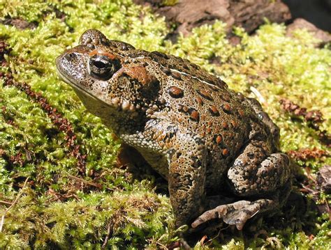 Western Toad: A Small Amphibian that Hops Through Life With Incredible Resilience!