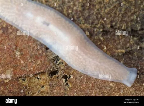  What Is Wonderful About The White-Spotted Planarian? This Remarkably Resilient Flatworm Is A Master Of Regeneration And Environmental Adaptation!