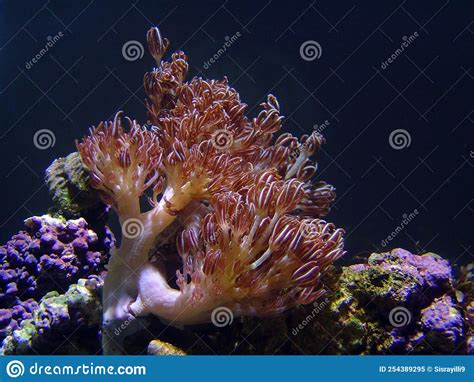  Xenia: A Vibrant Soft Coral Displaying Colorful Polyps With Stunning Tentacle Action!